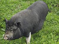 wallahrt beselich-9020244